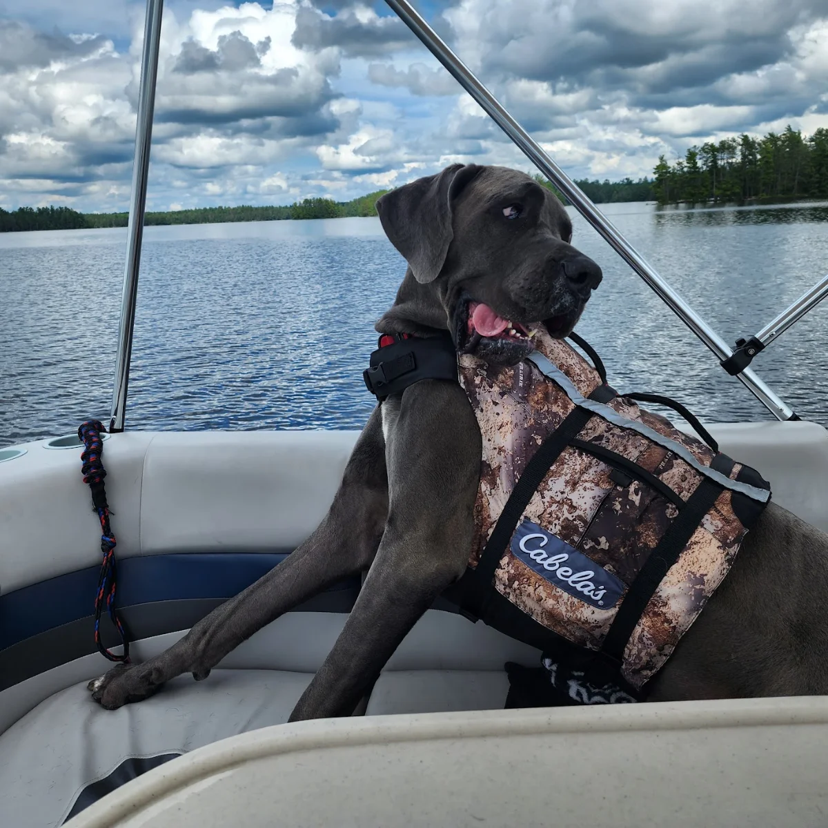 Leroy the Great Dane